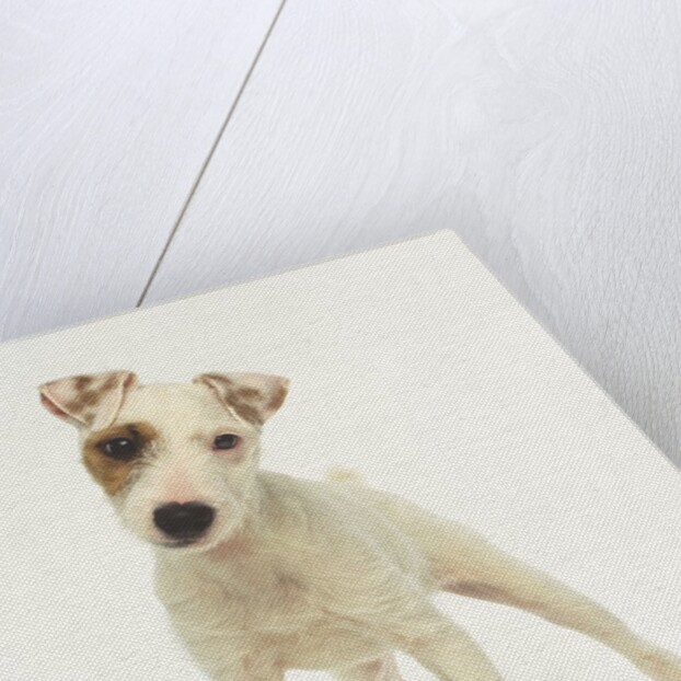 White Puppy with Brown Eye Patch by Anonymous