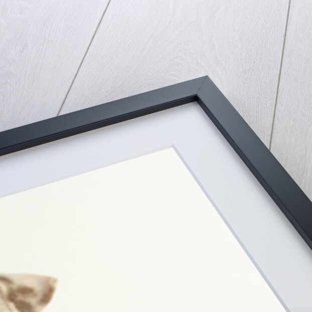 White Puppy with Brown Eye Patch by Anonymous