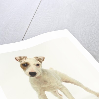 White Puppy with Brown Eye Patch by Anonymous