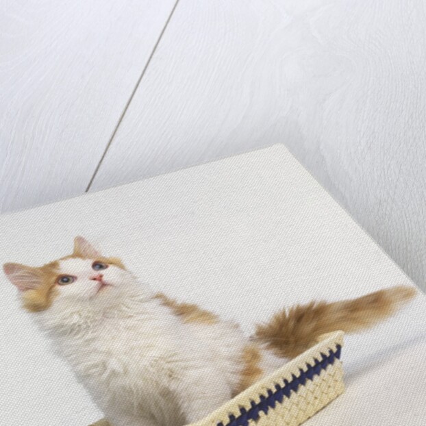 Ginger and White Kitten Sitting in Basket by Anonymous