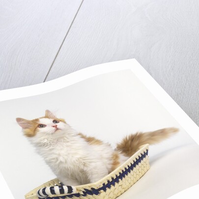 Ginger and White Kitten Sitting in Basket by Anonymous