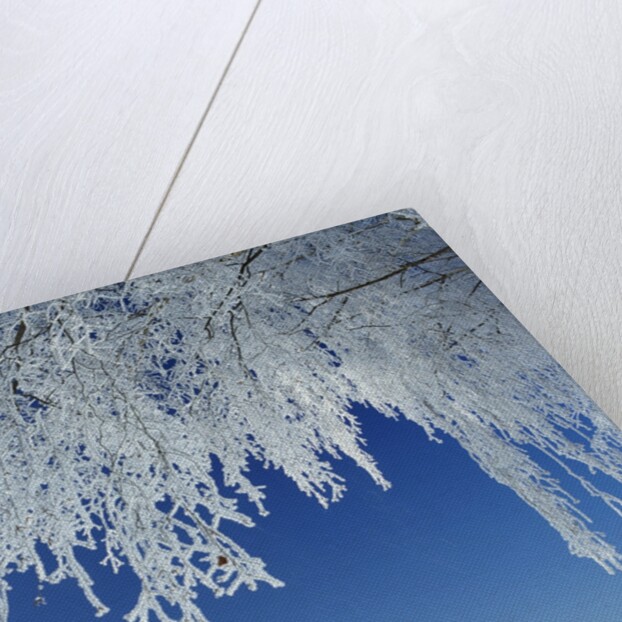 Frost Covered Trees by Anonymous