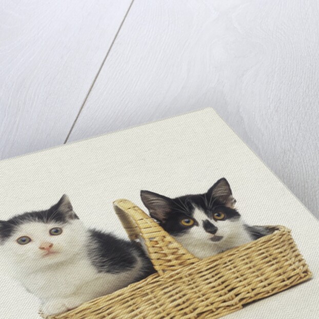Two Black and White Kittens Sitting in a Basket by Anonymous