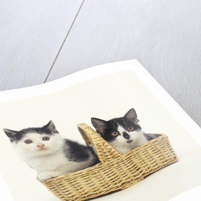 Two Black and White Kittens Sitting in a Basket by Anonymous