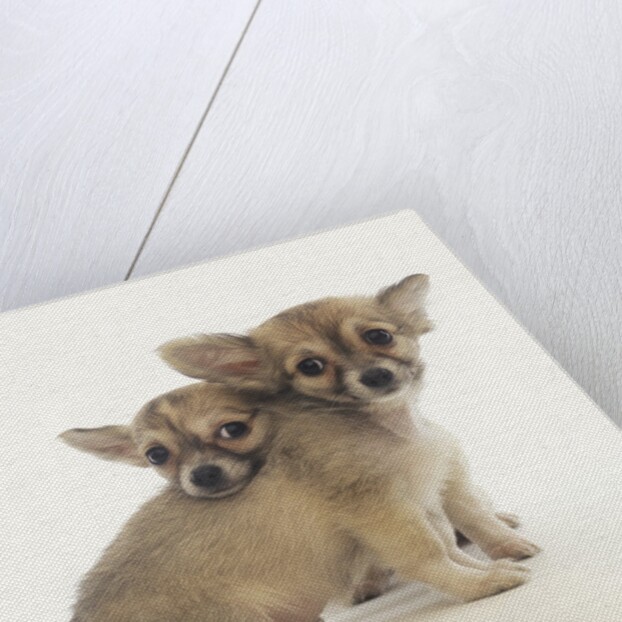 2 Long-Haired Chihuahuas by Anonymous