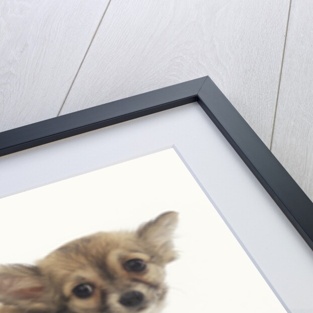 2 Long-Haired Chihuahuas by Anonymous