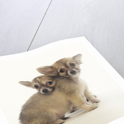 2 Long-Haired Chihuahuas by Anonymous