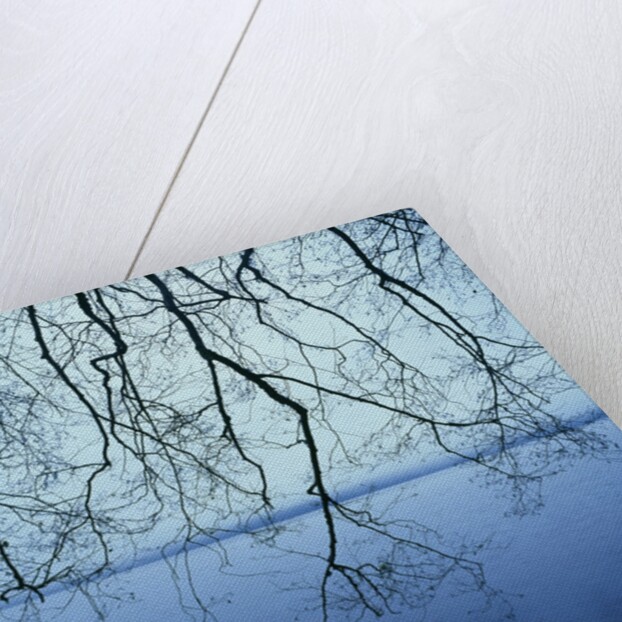 Tree Branch over Lake by Anonymous