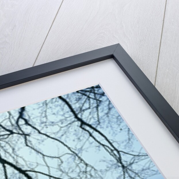 Tree Branch over Lake by Anonymous