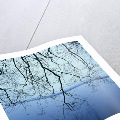 Tree Branch over Lake by Anonymous