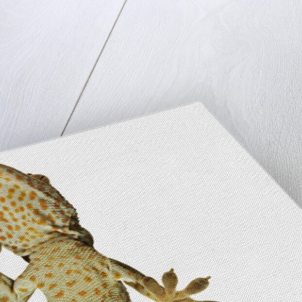 Tokay Gecko From Below by Anonymous