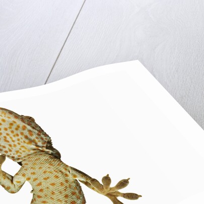 Tokay Gecko From Below by Anonymous