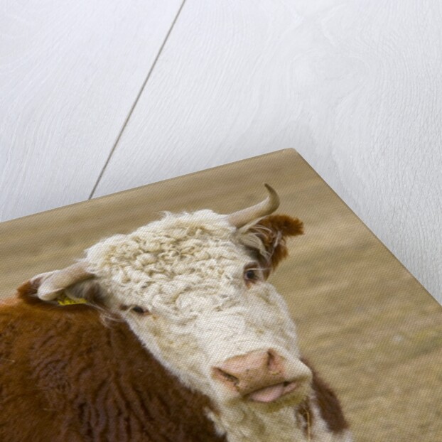 Hereford Cow on New Zealand's South Island by Anonymous