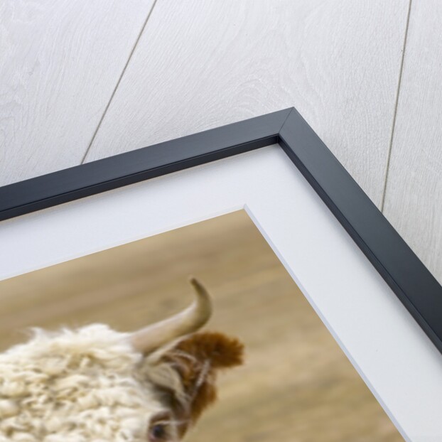 Hereford Cow on New Zealand's South Island by Anonymous
