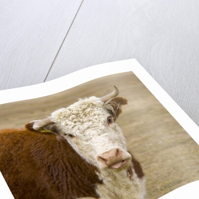 Hereford Cow on New Zealand's South Island by Anonymous