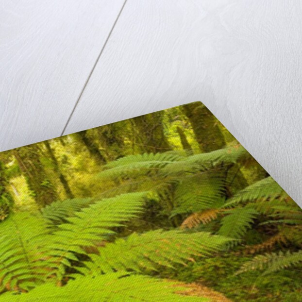 Forest on West Coast of New Zealand's South Island by Anonymous