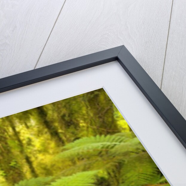 Forest on West Coast of New Zealand's South Island by Anonymous