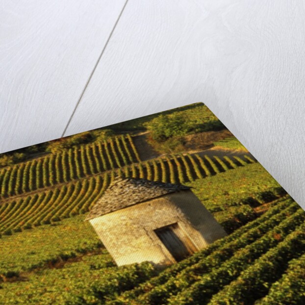 Round Stone Shelter in Vineyard by Anonymous