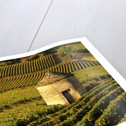 Round Stone Shelter in Vineyard by Anonymous