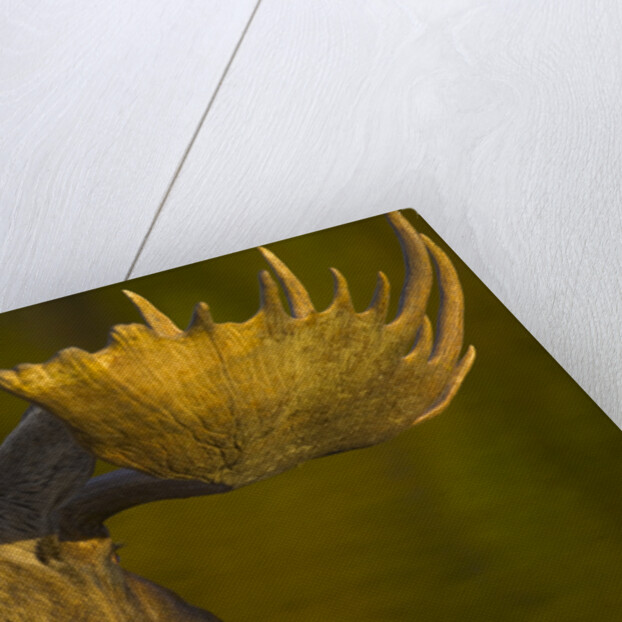 Close-Up of Moose Bull with Large Antlers by Anonymous
