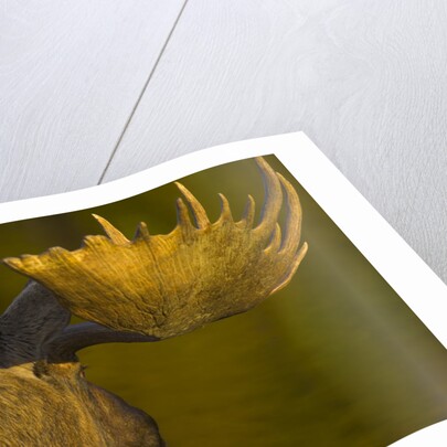 Close-Up of Moose Bull with Large Antlers by Anonymous