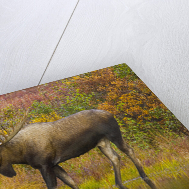 Moose Bull in Pond in Alaska by Anonymous