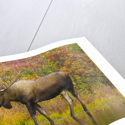 Moose Bull in Pond in Alaska by Anonymous