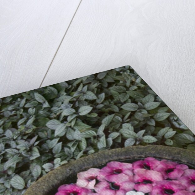 Stone Bowl Filled with Plumeria Blossoms by Anonymous