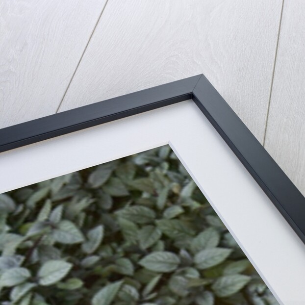 Stone Bowl Filled with Plumeria Blossoms by Anonymous