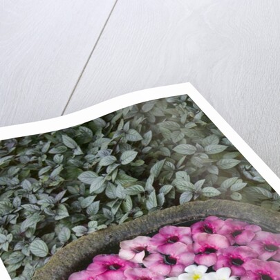 Stone Bowl Filled with Plumeria Blossoms by Anonymous