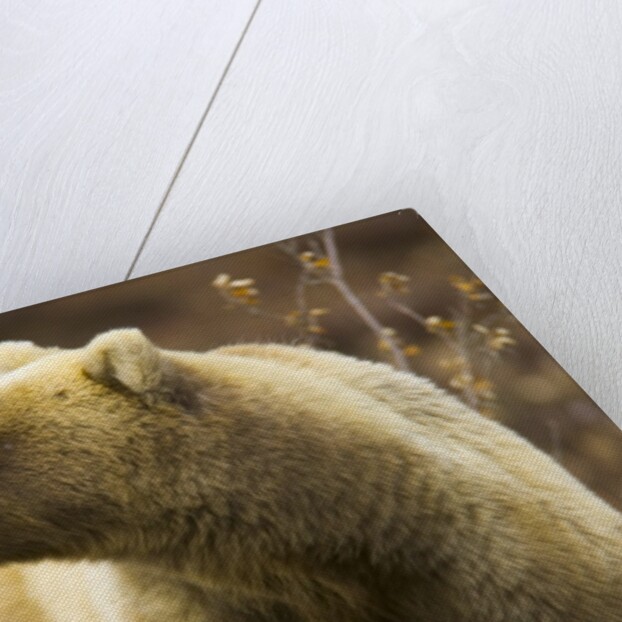 Grizzly Bear Female in Tundra by Anonymous