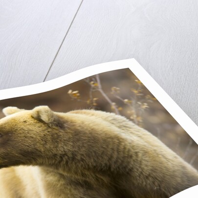 Grizzly Bear Female in Tundra by Anonymous