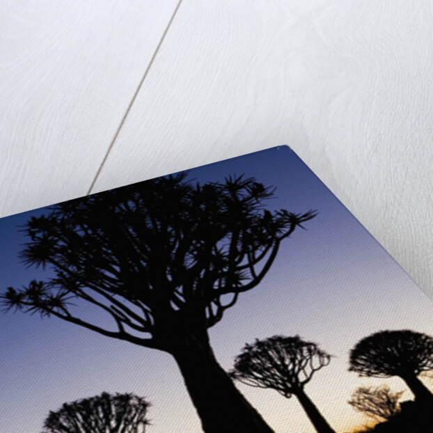 Silhouettes of Trees at Dusk by Anonymous
