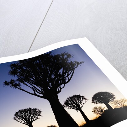 Silhouettes of Trees at Dusk by Anonymous