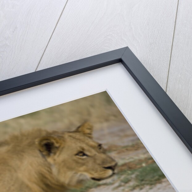 Two Lions by Anonymous
