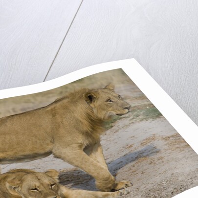 Two Lions by Anonymous