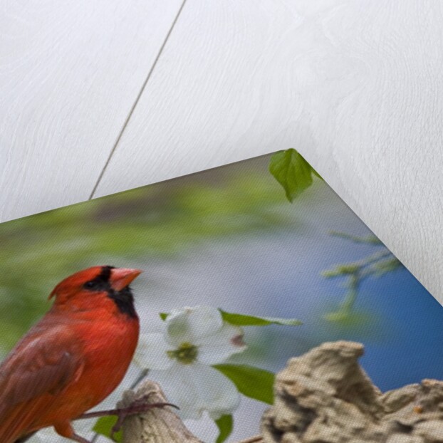 Close-up of Cardinal in Blooming Tree by Anonymous