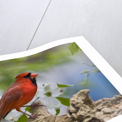 Close-up of Cardinal in Blooming Tree by Corbis