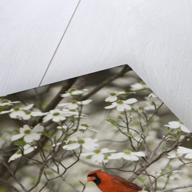 Close-up of Cardinal in Blooming Tree by Corbis