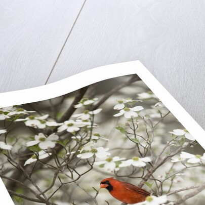 Close-up of Cardinal in Blooming Tree by Corbis