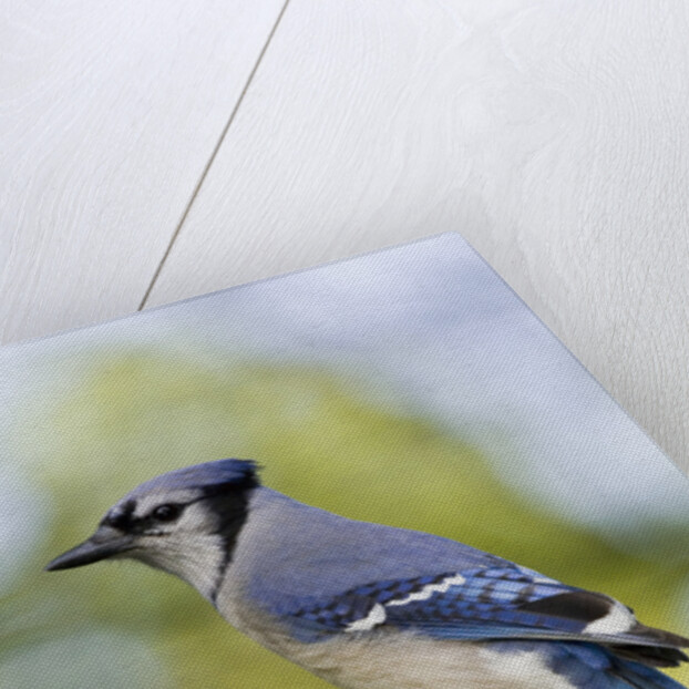Blue Jay by Anonymous