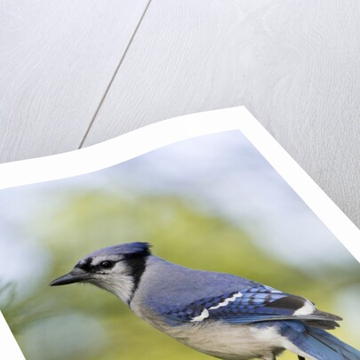 Blue Jay by Anonymous