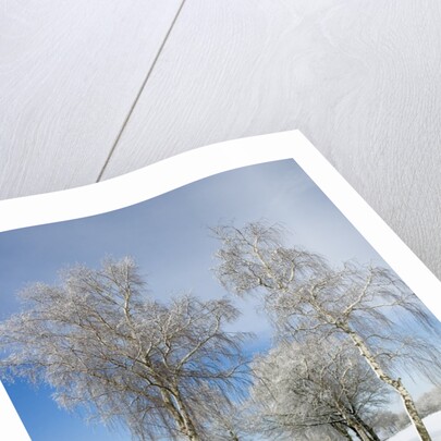 Birch Trees on Side of Road in Winter by Anonymous
