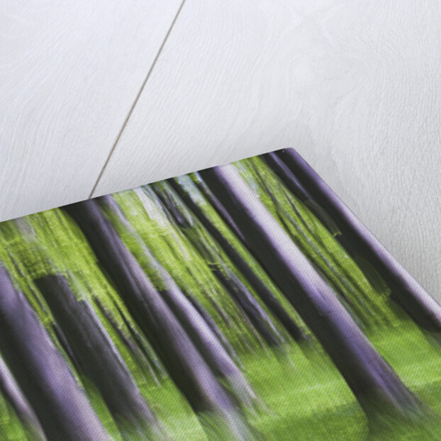 Beech Tree Forest by Anonymous