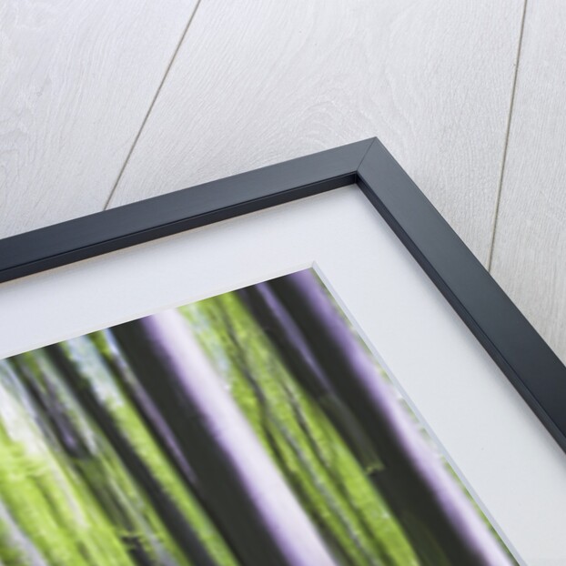 Beech Tree Forest by Anonymous