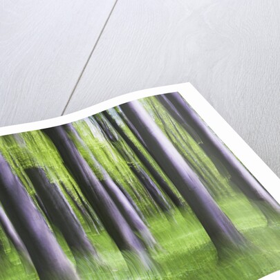 Beech Tree Forest by Anonymous