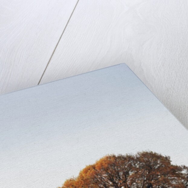 Oak Tree in Meadow by Anonymous