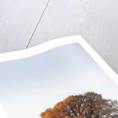 Oak Tree in Meadow by Anonymous