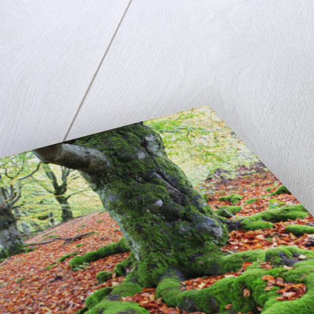 Moss Covered Roots Surrounded by Leaves by Anonymous