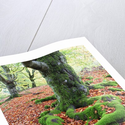 Moss Covered Roots Surrounded by Leaves by Anonymous